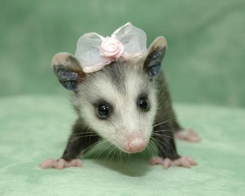 Featured image of post Sarihuella Bebe