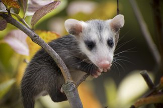 Featured image of post Sarihuella In English